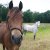 Welsh_Cob_Ceres_Lady_Valerie